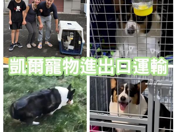 2025/01/03『中國飛台灣』柯基犬陪主人中國移民至台灣囉~~~